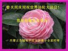 法轮功,内蒙古大法弟子恭贺世界法轮大法日暨师尊华诞(20条)