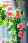 ֹ,ʡ󷨵ӹ編ִʦ𻪵(26)