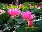 法轮功,江西大法弟子恭贺世界法轮大法日暨师尊华诞(24条)