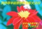 法轮功,河南大法弟子恭贺世界法轮大法日暨师尊华诞(25条)
