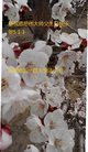 法轮功,山西大法弟子恭贺世界法轮大法日暨师尊华诞(21条)