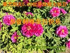 ֹ,󷨵ӹ編ִʦ𻪵(21)