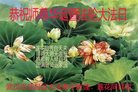 ֹ,󷨵ӹ編ִʦ𻪵(22)