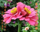 ֹ,󷨵ӹ編ִʦ𻪵(19)