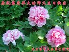ֹ,󷨵ӹ編ִʦ𻪵(25)