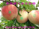 ֹ,󷨵ӹ編ִʦ𻪵(22)