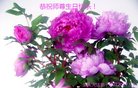 ֹ,󷨵ӹ編ִʦ𻪵(22)