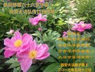 ֹ,󷨵ӹ編ִʦ𻪵(21)