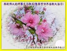法轮功,沈阳大法弟子恭贺世界法轮大法日暨师尊华诞(23条)