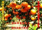 ֹ,д󷨵ӹ編ִʦ𻪵(19)