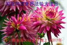 法轮功,辽宁大法弟子恭贺世界法轮大法日暨师尊华诞(18条)