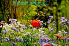 ֹ,󷨵ӹ編ִʦ𻪵(18)