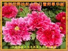 ֹ,Ĵ󷨵ӹ編ִʦ𻪵(23)