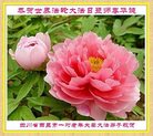 ֹ,Ĵ󷨵ӹ編ִʦ𻪵(20)