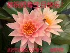 ֹ,󷨵ӹ編ִʦ𻪵(21)