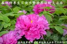 ֹ,󷨵ӹ編ִʦ𻪵(21)