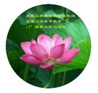 法轮功,齐齐哈尔大法弟子恭贺世界法轮大法日暨师尊华诞(21条)