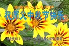 法轮功,张家口大法弟子恭祝师尊中秋好(21条)