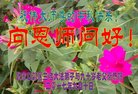 法轮功,张家口大法弟子恭祝师尊中秋好(20条)