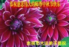 法轮功,吉林市大法弟子恭祝师尊中秋好(18条)
