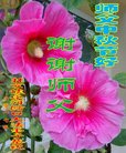 ֹ,󷨵ӹףʦ(21)