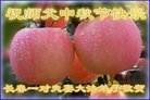 ֹ,ʡ󷨵ӹףʦ(22)