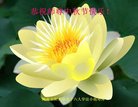 法轮功,河南大法弟子恭祝师尊中秋好(22条)