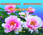 法轮功,山西大法弟子恭祝师尊中秋好(23条)