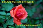 法轮功,石家庄大法弟子恭祝师尊中秋好(22条)