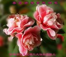 ֹ,д󷨵ӹףʦ(18)