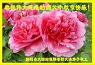 ֹ,󷨵ӹףʦ(19)