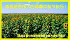 法轮功,黑龙江大法弟子恭祝师尊中秋好(18条)