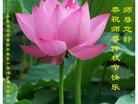 法轮功,齐齐哈尔大法弟子恭祝师尊中秋好(19条)