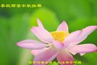法轮功,黑龙江大法弟子恭祝师尊中秋好(19条)
