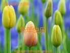 ֹ,󷨵ӹףʦ(20)