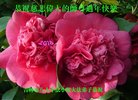 ֹ,д󷨵ӹףʦ(21)