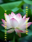 法轮功,重庆大法弟子恭祝师尊新年好(25条)