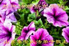 法轮功,山东大法弟子恭祝师尊过年好(27条)