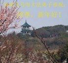 法轮功,河南大法弟子恭祝师尊新年好(22条)