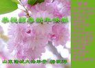 ֹ,Ϋ󷨵ӹףʦ(19)