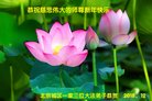 法轮功,北京大法弟子恭祝师尊新年好(24条)
