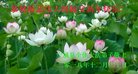 法轮功,内蒙古大法弟子恭祝师尊新年好(24条)