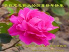 法轮功,北京大法弟子恭祝师尊新年好(19条)