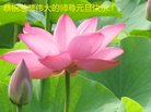 法轮功,石家庄大法弟子恭祝师尊新年好(23条)