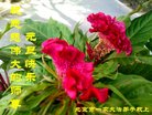 法轮功,北京大法弟子恭祝师尊新年好(21条)