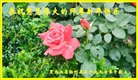 ֹ,󷨵ӹףʦ(19)