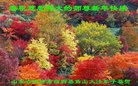 ֹ,Ϋ󷨵ӹףʦ(20)
