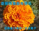 ֹ,ʡ󷨵ӹףʦ(20)
