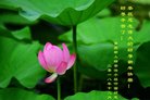 法轮功,重庆大法弟子恭祝师尊新年好(25条)