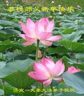 法轮功,济南大法弟子恭祝师尊新年好(24条)